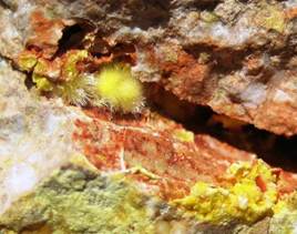 Mineralización de Uranio de especie uranofano y de habitoacicular