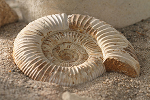 Ammonites, fósiles guía del Mesozoico