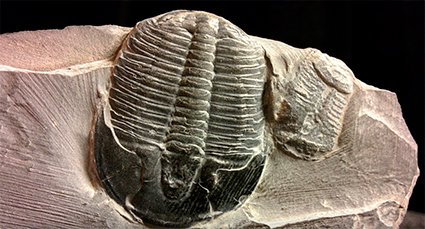 Trilobites, fósiles guía del Paleozoico
